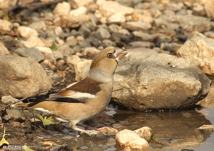   Hawfinch  Coccothraustes coccothraustes   Wadi Meitzar ,Golan heights , 10-12-12 Lior Kislev                     